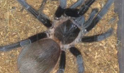 Sericopelma Sp El Cope