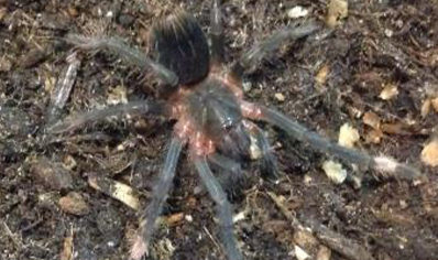 Sericopelma Sp Santa Catalina