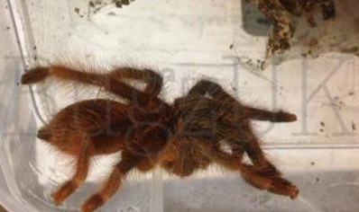 Amazonius germani, 10 left 