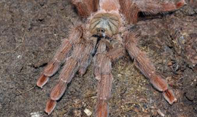 Amazonius germani, 10 left 