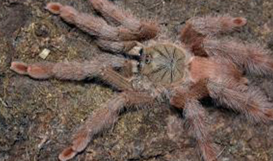 Amazonius germani - Orange Tree Spider CB 10 left 