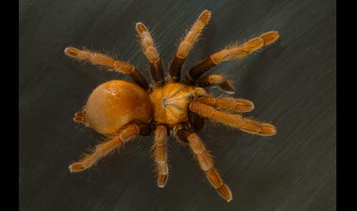 Thrigmopoeus truculentus