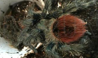 Thrixopelma Ockerti