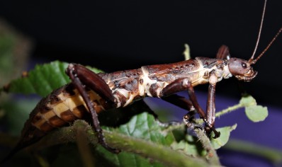 Eurycanthus Calcarata (c/b Special Offer)