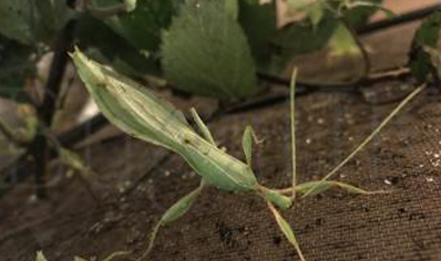 Phyllium Phillipinicum