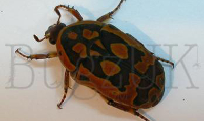 Pachnoda Trimaculata