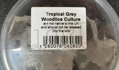 Tropical Grey Woodlice Prepack