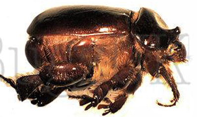 Pericoptus Truncatus