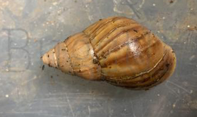 Achatina Fulica Dark Foot C/b