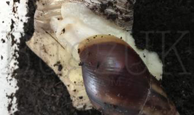 Achatina Fulica White Jade C/b