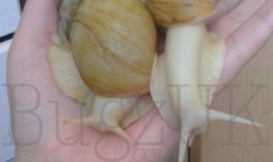 Achatina Fulica Jadatzi C/b