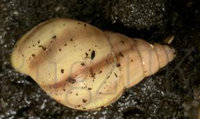 Achatina Fulica Rodatzi C/b