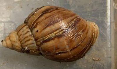 Achatina Immaculata C/b