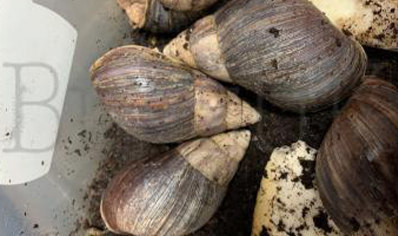 Achatina Immaculata C/b