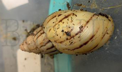 Achatina Zanzibarica C/b