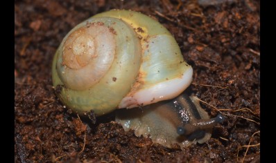 Pleurodonte Isabella Barbados - Barbados Blue Snail (CB by BugzUK)