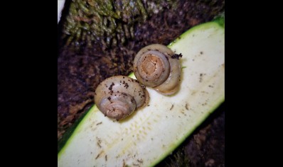 Pleurodonte Isabella Barbados - Barbados Blue Snail (CB by BugzUK)