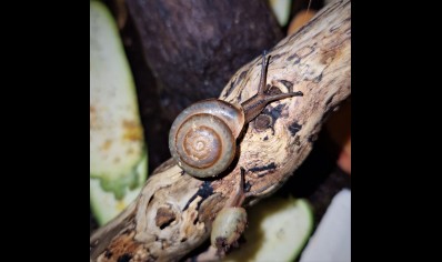 Pleurodonte Isabella Barbados - Barbados Blue Snail (CB by BugzUK)