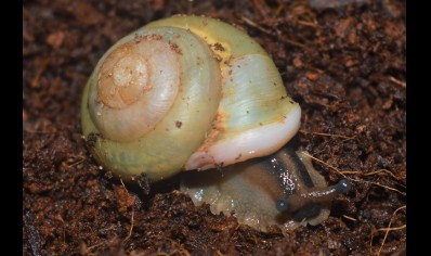Pleurodonte Isabella Barbados (C/B by BugzUK)