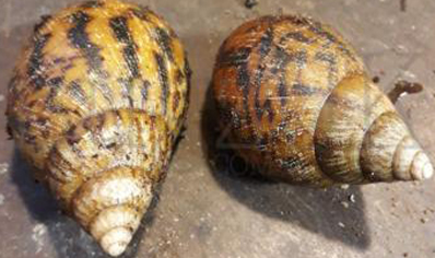 Achatina Achatina white foot