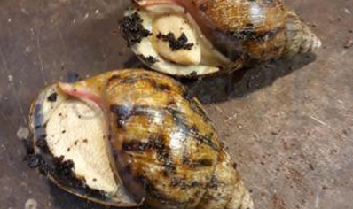 Achatina Achatina white foot