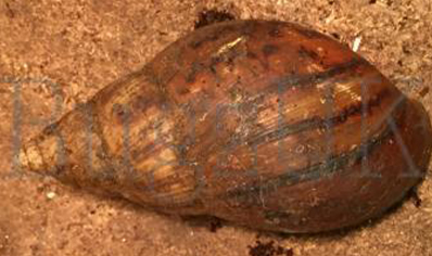 Achatina Achatina black foot