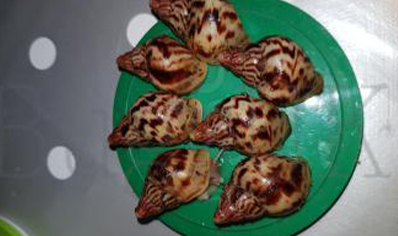 Achatina Albopicta C/b