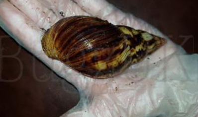 Achatina Albopicta C/b