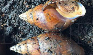 Achatina Balteata Complex Sp 1