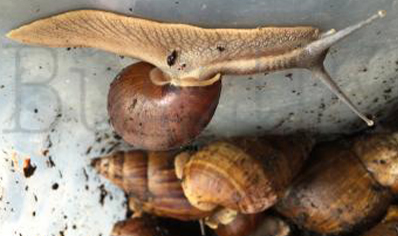 Achatina Balteata Complex Sp 1