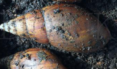 Achatina Balteata Complex Sp 1