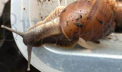 Achatina Balteata Complex Sp 1