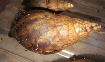 Achatina Bandeirana