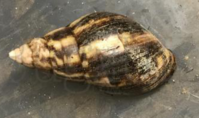 Achatina Fulica W/c