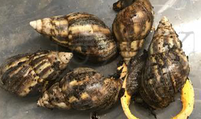 Achatina Fulica W/c