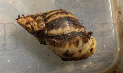 Achatina Reticulata