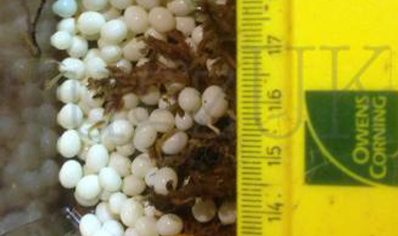 Achatina fulica reticulata Albino..  