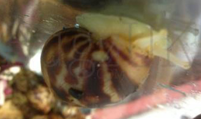 Achatina fulica reticulata Albino..