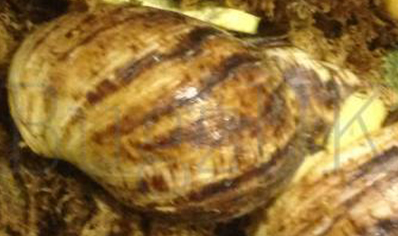 Achatina fulica reticulata Albino..