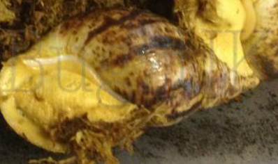 Achatina fulica reticulata Albino..