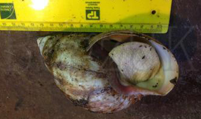 Achatina Sp