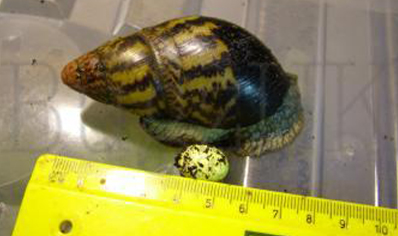 Archachatina Adelinae