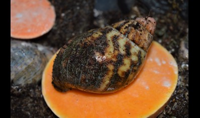 Archachatina Adelinae