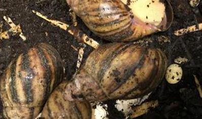 Archachatina Marginata white foot