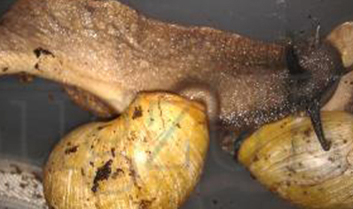 Archachatina Marginata Grevillei