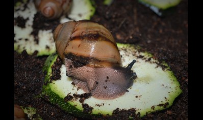 Archachatina Marginata Ovum C/B