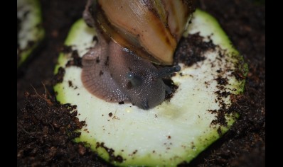 Archachatina Marginata Ovum C/B