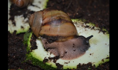 Archachatina Marginata Ovum C/B