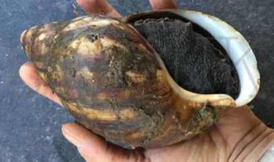 Archachatina Marginata (ovum Extra Extra Large 15+cm)