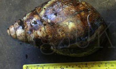 Archachatina Marginata Ovum (Extra Large 12/15cm)... 1 Left